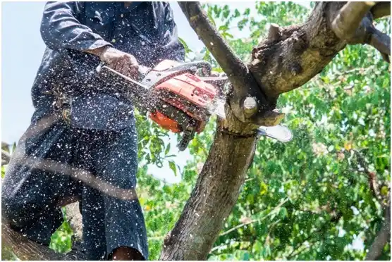 tree services Weir